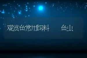 观赏鱼常用饵料――鱼虫