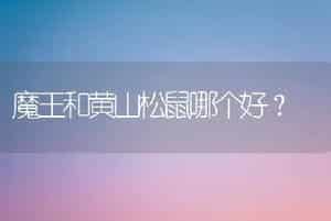 魔王和黄山松鼠哪个好？