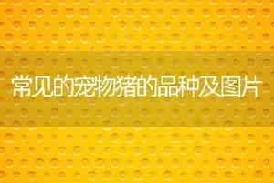 常见的宠物猪的品种及图片
