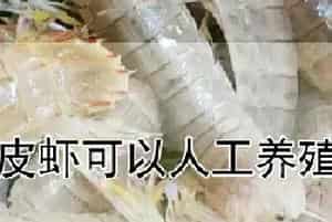 皮皮虾可以人工养殖吗