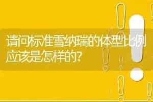 请问标准雪纳瑞的体型比例应该是怎样的？