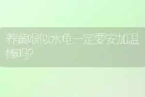 养黄喉似水龟一定要安加温棒吗？