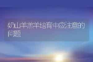 奶山羊羔羊培育中应注意的问题
