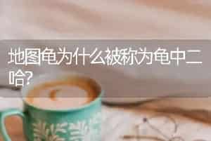 地图龟为什么被称为龟中二哈？