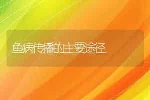 鱼病传播的主要途径