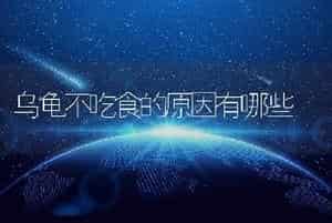 乌龟不吃食的原因有哪些