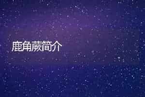 鹿角蕨简介