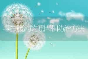 犊牛腹泻的原因和防治方法