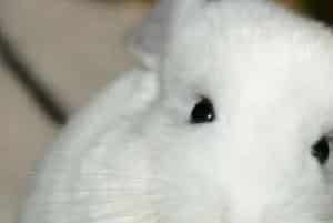 可爱的白色龙猫