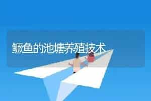 鳜鱼的池塘养殖技术