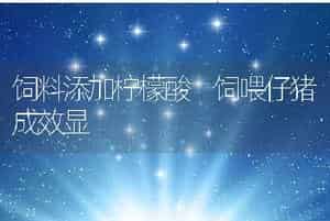 饲料添加柠檬酸饲喂仔猪成效显