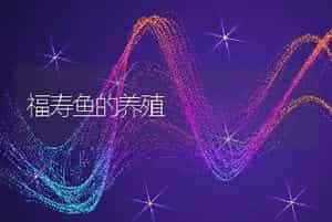 福寿鱼的养殖