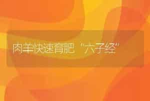 出口规格鳗鱼养殖技术