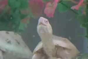 乌龟多少钱一只？异军突起，一只小小的乌龟竟然价值两万元！