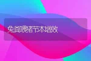 二线小丑鱼的人工繁殖