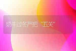 奶牛过冬严把“五关”