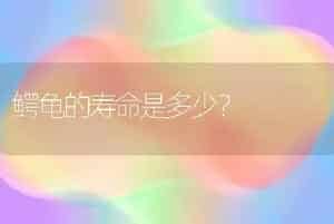 鳄龟的寿命是多少？