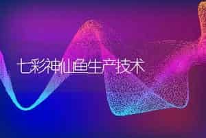 七彩神仙鱼生产技术