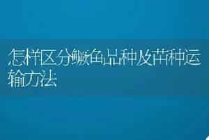 怎样区分鳜鱼品种及苗种运输方法