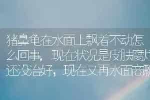 猪鼻龟在水面上飘着不动怎么回事,现在状况是皮肤腐烂还没治好，现在又再水面商飘着了，看他都快不喘气了？