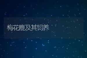 梅花鹿及其饲养