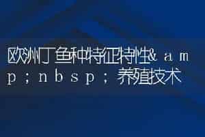 欧洲丁鱼种特征特性养殖技术