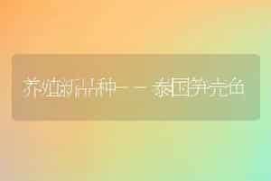 养殖新品种--泰国笋壳鱼