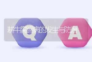 耕牛腐蹄病的发生与防治