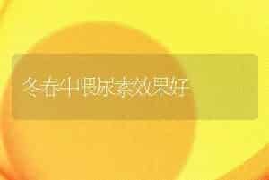 冬春牛喂尿素效果好
