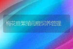 梅花鹿繁殖母鹿饲养管理