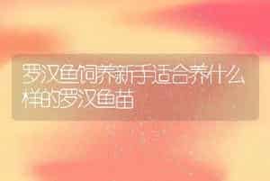 罗汉鱼饲养新手适合养什么样的罗汉鱼苗