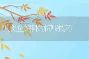 斑点叉尾鮰与罗非鱼混养技术