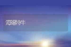 海福特牛