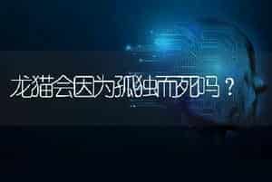 龙猫会因为孤独而死吗？