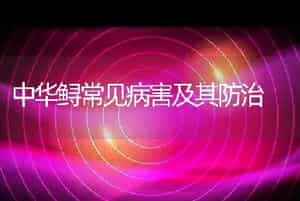 林蛙的烂鳃病防治