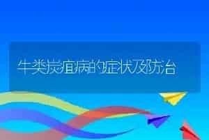 牛类炭疽病的症状及防治