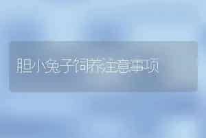 胆小兔子饲养注意事项