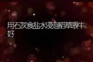 用石灰食盐水浸泡稻草喂牛好
