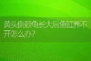 贝子鸟是国家几级保护？