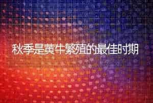 秋季是黄牛繁殖的最佳时期