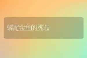 蝶尾金鱼的挑选