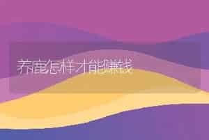 养鹿怎样才能赚钱