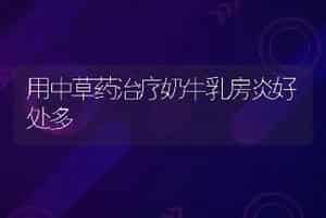 用中草药治疗奶牛乳房炎好处多