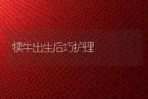 犊牛出生后巧护理