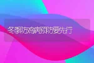 农村养殖场（户）怎样养好种公牛