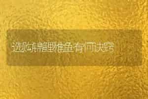 选购锦鲤稚鱼有何诀窍