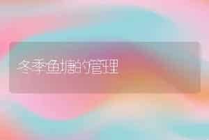 冬季鱼塘的管理