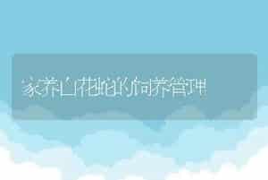 牛口炎的治疗