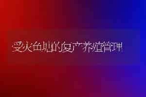 受灾鱼塘的复产养殖管理