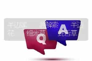 半边莲  急解索  半边花  细米草  蛇舌草